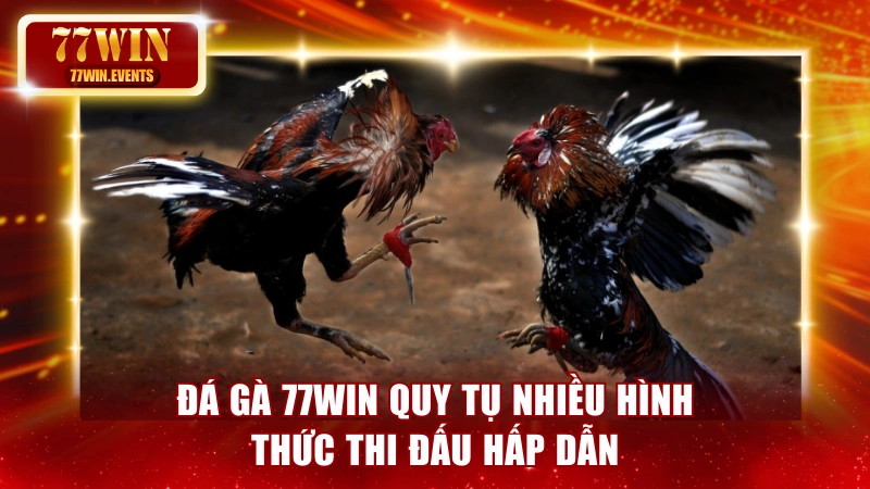 Đá gà 77win quy tụ nhiều hình thức thi đấu hấp dẫn