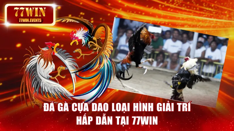 Đá gà cựa dao loại hình giải trí nổi bật tại 77win