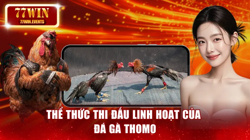 Thể thức thi đấu linh hoạt của đá gà Thomo
