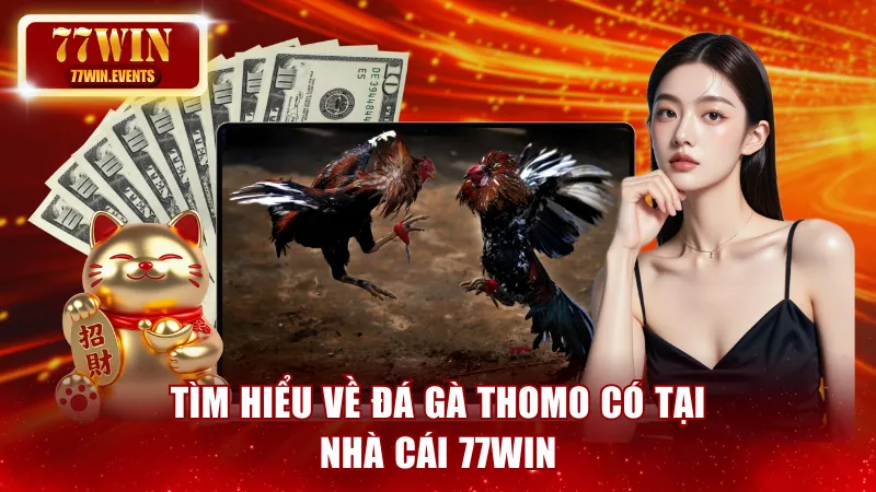 Tìm hiểu về đá gà Thomo có tại nhà cái 77win